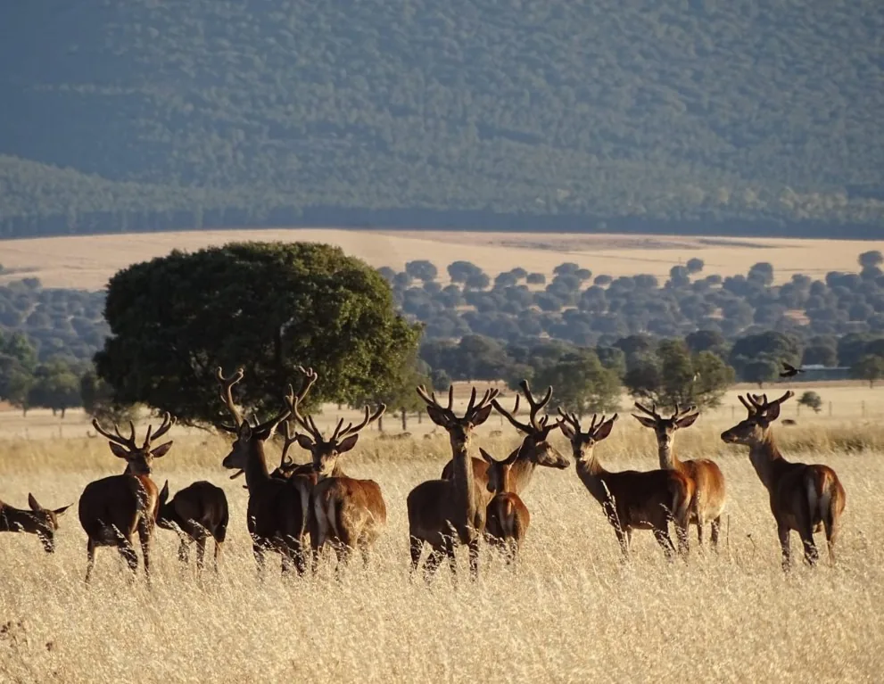Parque Nacional de Cabañeros cerca de Retuerta del Bullaque