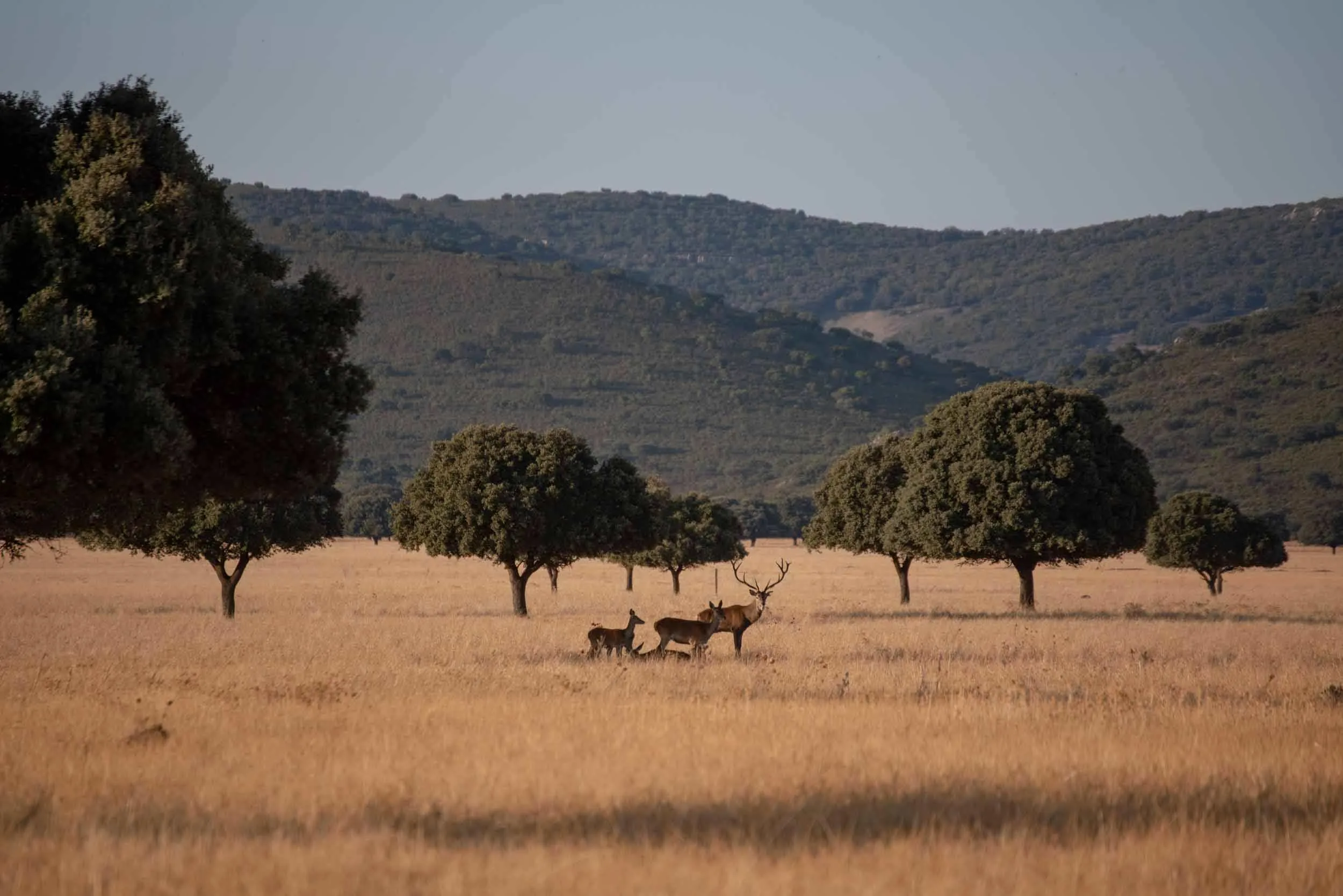Paisaje del entorno del Parque Nacional de Cabañeros