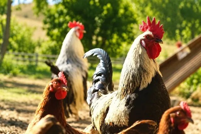 Gallinas de la pequeña granja de El Rincón de Cabañeros